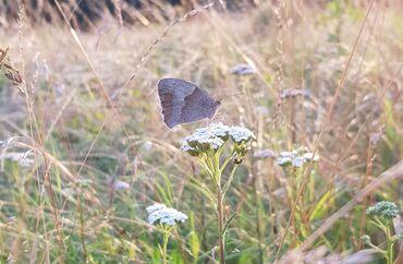 Copyright A. Beyer